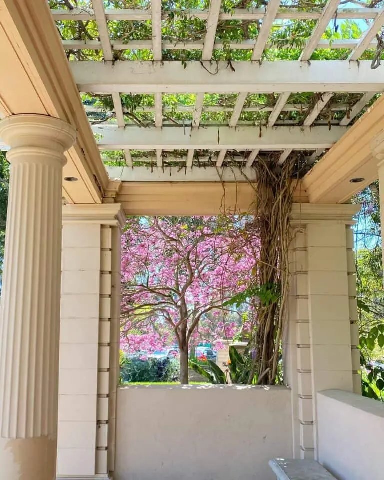 Beige Pergola with Ivy