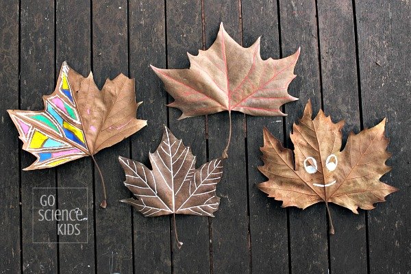 Painting Leaf Veins